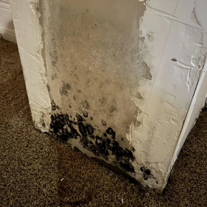 Professional Mold Removal in Colbert County, AL